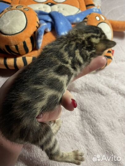 Шелковые бронзовые малыши