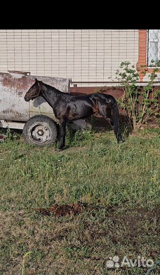 Карачаевский жеребец