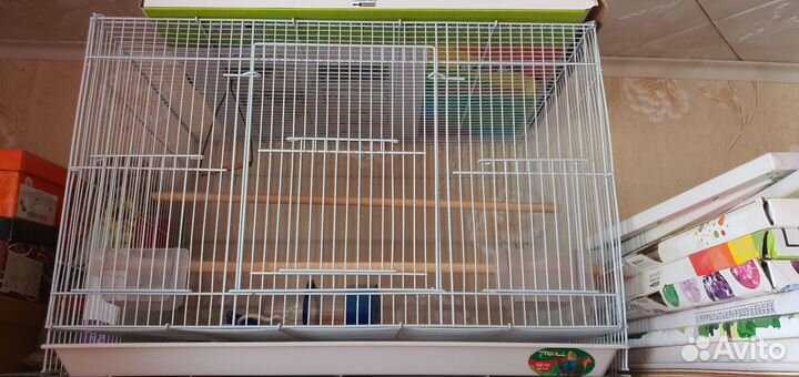 Волнистый попугай