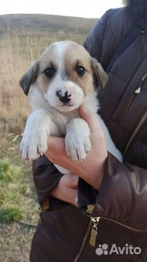 Щенок в добрые руки