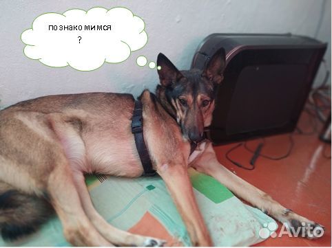 Выгул собаки