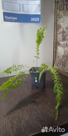 Папоротник Дассада