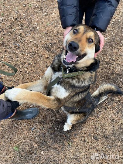 Найдена собака