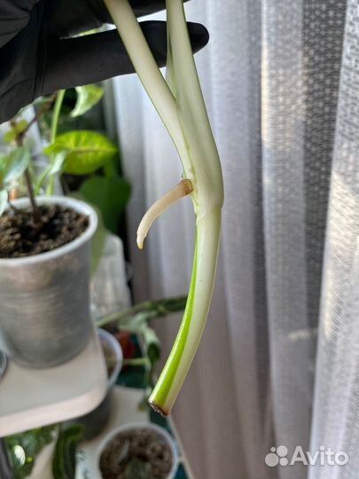 Монстера вариегатная альба