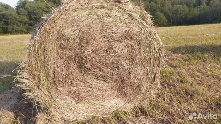 Сено луговое