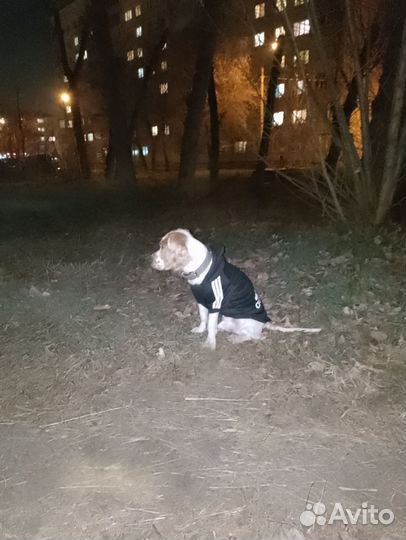 Спаниель вязка