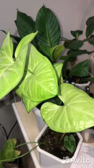 Молочай фикусы аглонеома спатифилиум