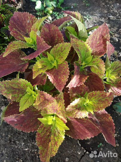 Колеусы сортовые