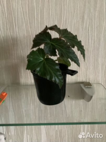 Бегония желтая