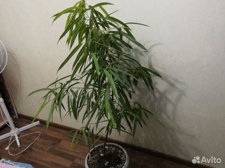 Кофе, фикус Али(узколистный)