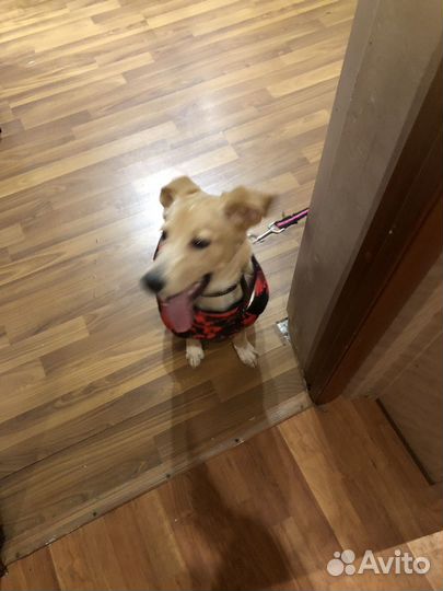 Собака в добрые руки отдам бесплатно