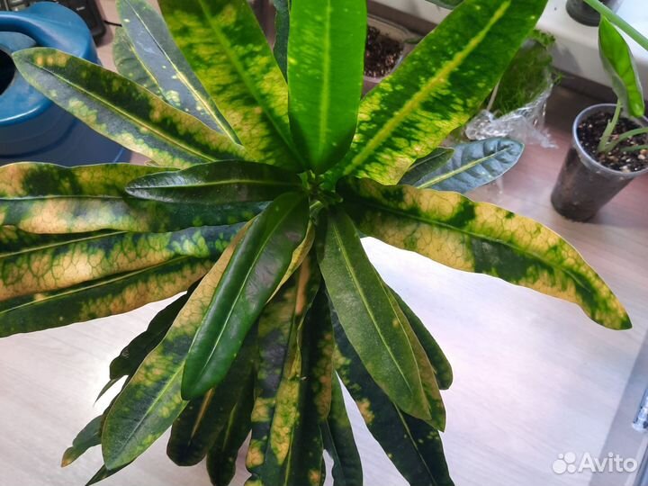 Кротон Санни Голд