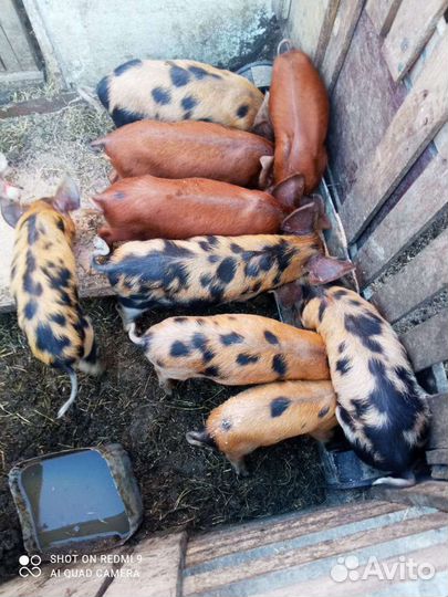 Поросята дюрок