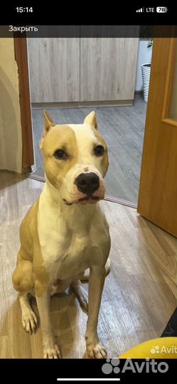 Стаффордширский терьер в добрые руки