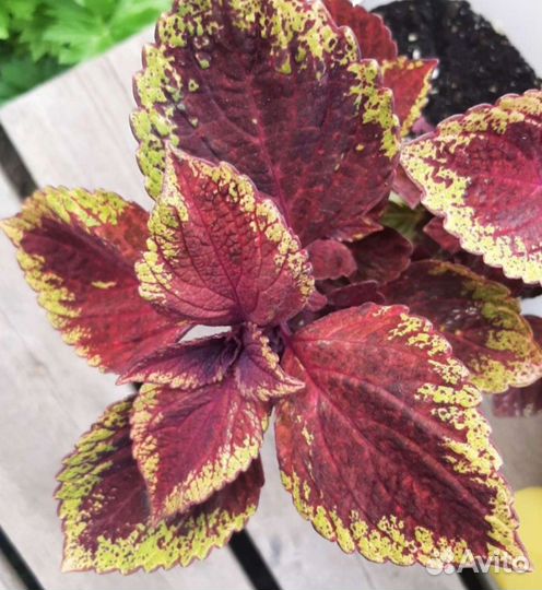 Колеусы вегетативные сортовые