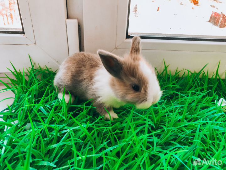 Мини карликовый кролик