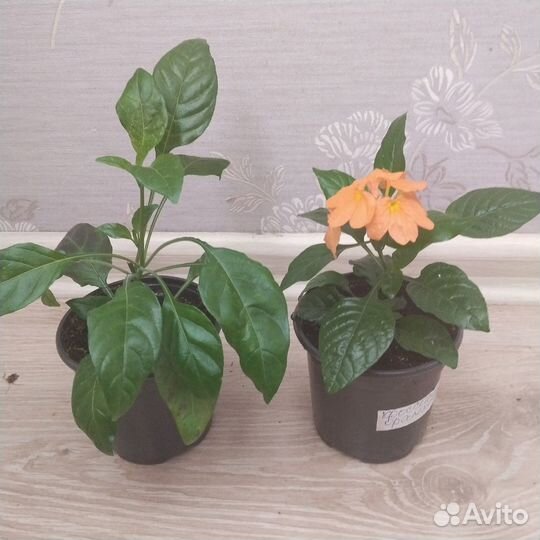 Кроссандра розовая, красная, голубая И оранжевая