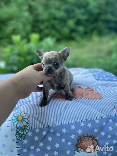 Супер мальчики чихуа