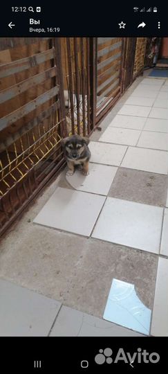 Щенки дворняги