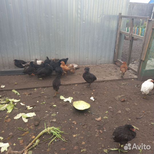 Куры петухи