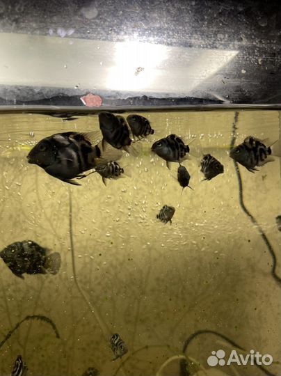 Рыбы сапфировые попугаи