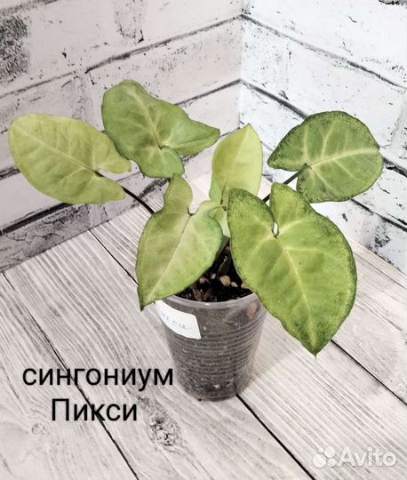 Сингониумы