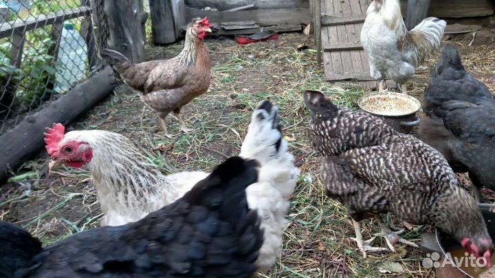 Куры несушки Доминант