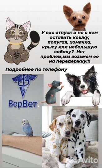 Передержка домашних животных