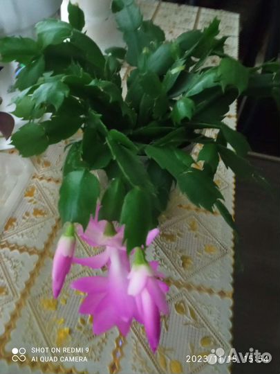 Декабрист шлюмбергера