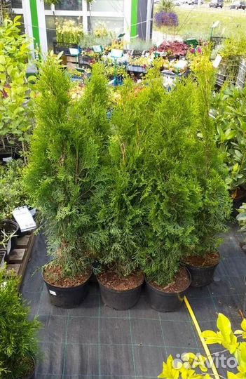Туя смарагд 120-140 см