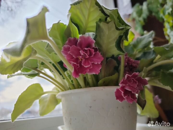 Цветущие фиалки