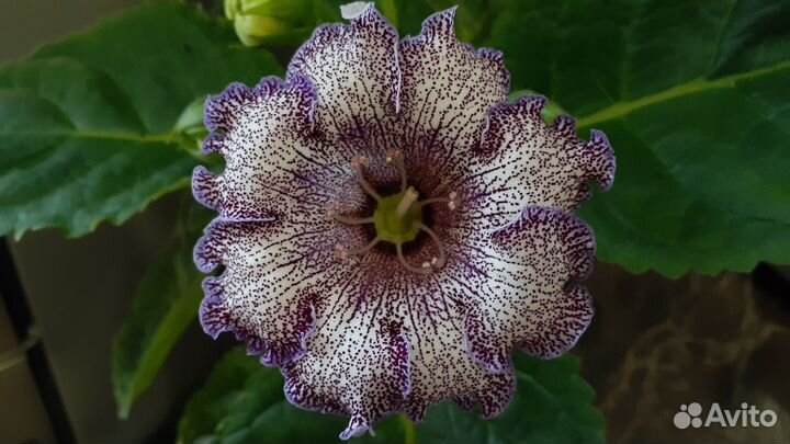 Глоксинии в ассортименте