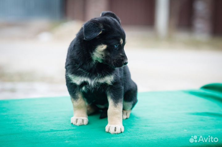 Щенок в добрые руки бесплатно