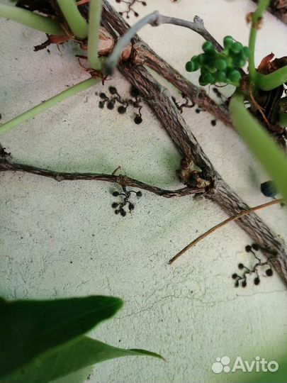 Бостонский плющ