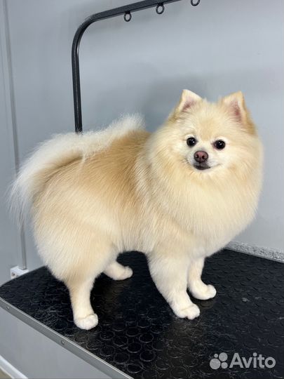 Обучение грумингу