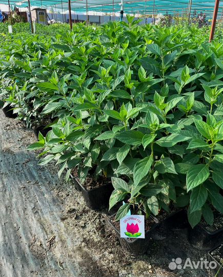 Гортензия Металлика