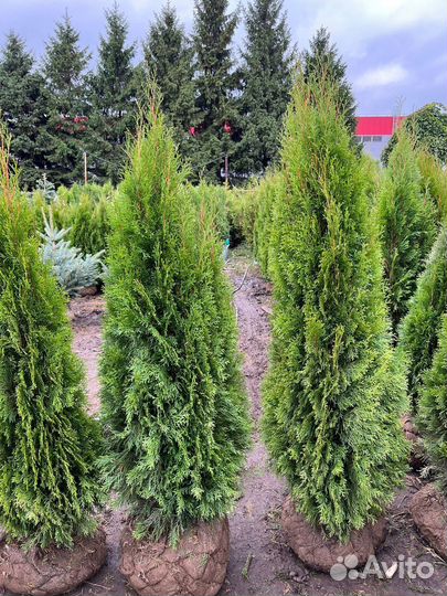 Туя смарагд 200-220 см