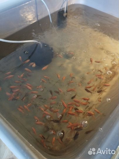 Аквариумные рыбки,оранды оптом 100 штук