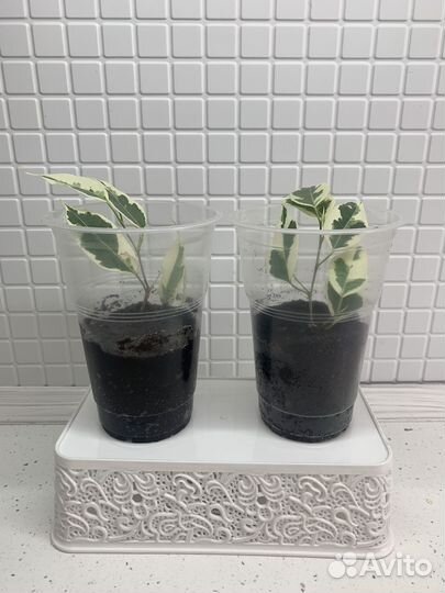 Фикус бенджамина пестролистный