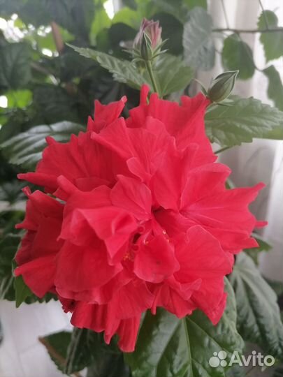 Гибискус китайская роза