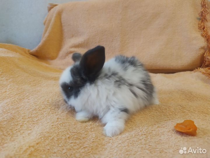 Декоративные крольчата