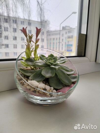 Цветы в подарок