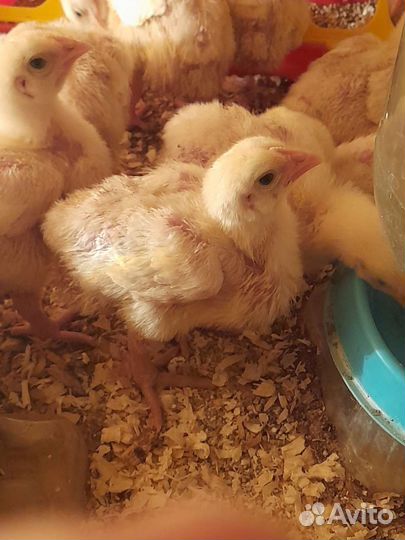 Цыплята бройлеры