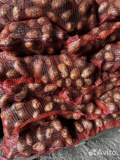 Картошка Капуста Лук только оптом продаем