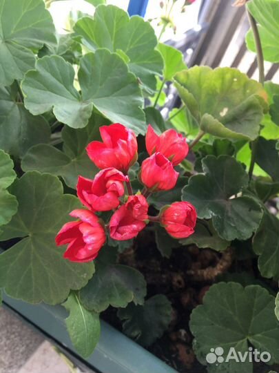 Пеларгония герань