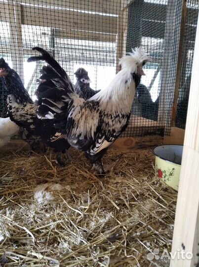 Породистая птица