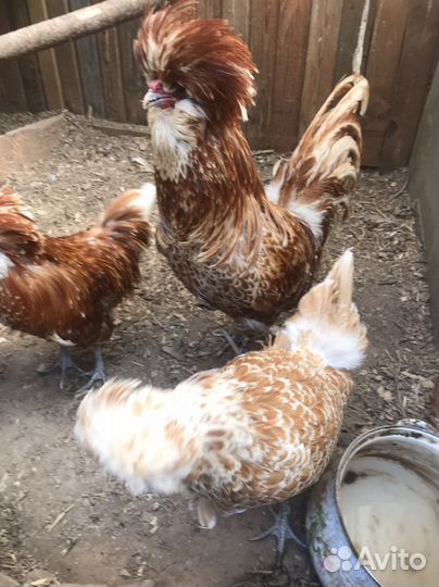 Падуан голландские белохохлые павловские