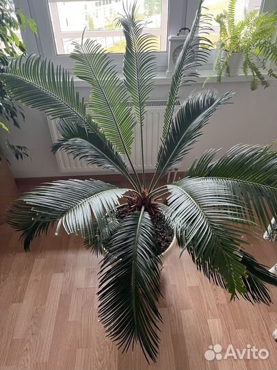 Цикас (Cycas revoluta)
