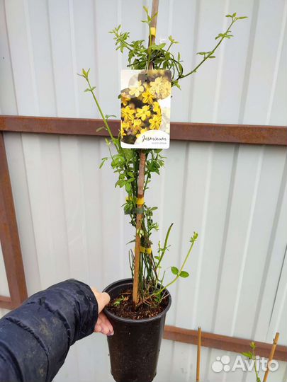 Жасмин голоцветковый(Jasminum nudiflorum )