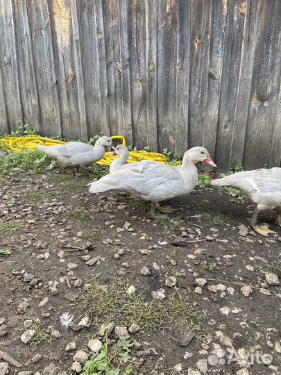 Лавандовые утки тяжелой линии